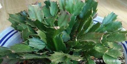 蟹爪兰发出这个“信号”,一定不要忽视,是在提醒你