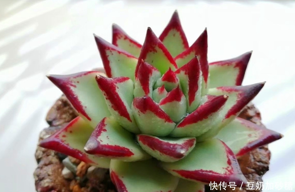 徒长|这些多肉夏天可以不遮阳,因为不容易晒伤,但遮阳很容易徒长