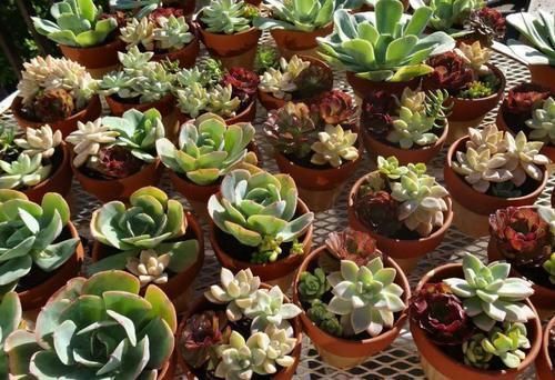 兰花|养花“达人”的“4不”规则,你知道吗?早点落实早受益