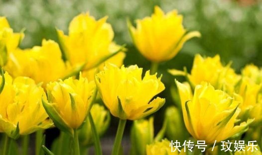 阳台|阳台养这5款花，花开比牡丹还美，浇点水就呼呼长，开花爆满盆！