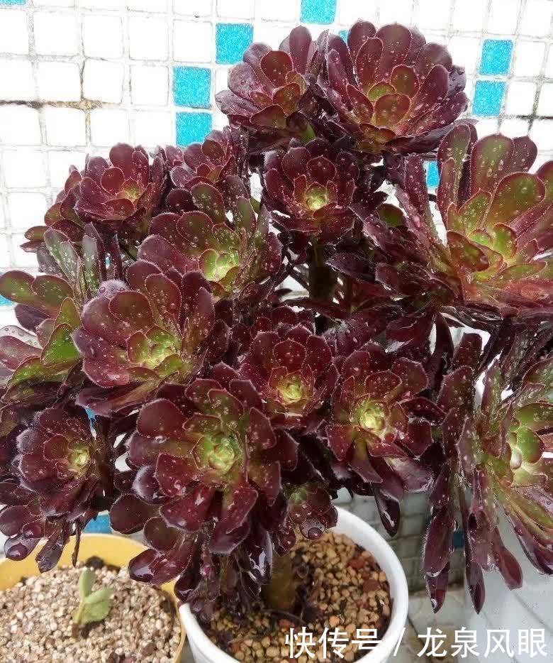 多肉黑法师,养护有“四技巧”,分枝多颜色美更漂亮