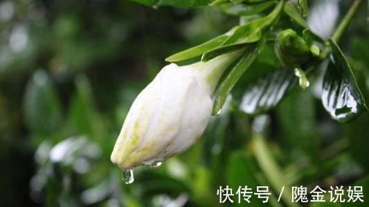 入秋后栀子花怎么养做好几点,叶片油亮开花多