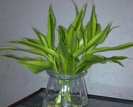 溶液|有5种万能“扦插水”,制作方便,不管什么插穗,只要一泡就生根