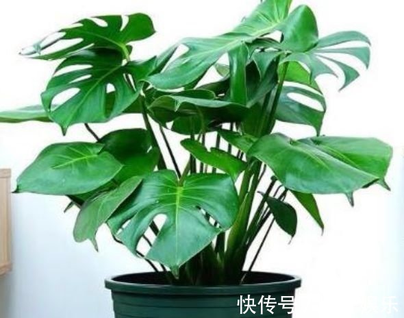 养花就养4种花,好养易爆盆,关键净化空气最厉害!