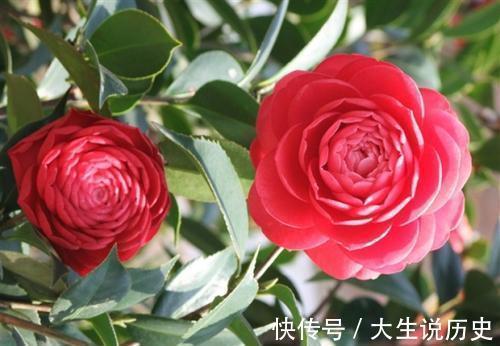 酸性|冬天养茶花,了解掌握3个要点,开出层叠群花,谁见了都夸美!