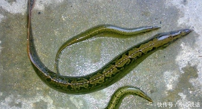 消失|南方即将消失的5种野生淡水美味,第一种价格高达600元一斤