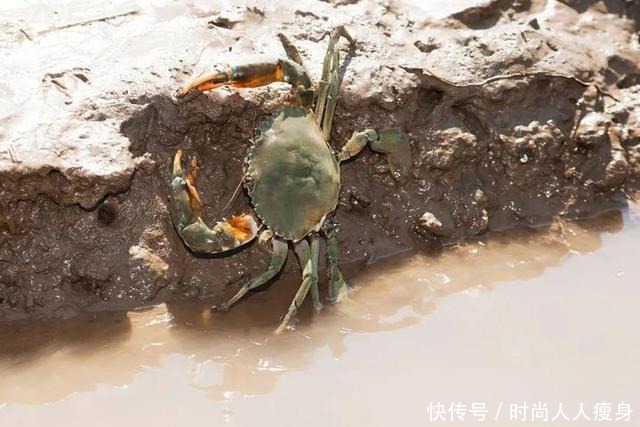 在三门“舞爪横行”的青蟹,到了最好吃的时候啦