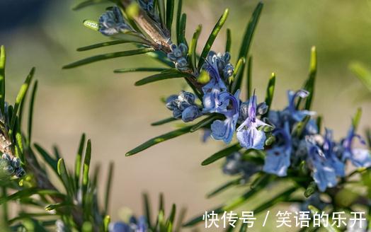 八大养花栽培基质,你喜欢哪一个