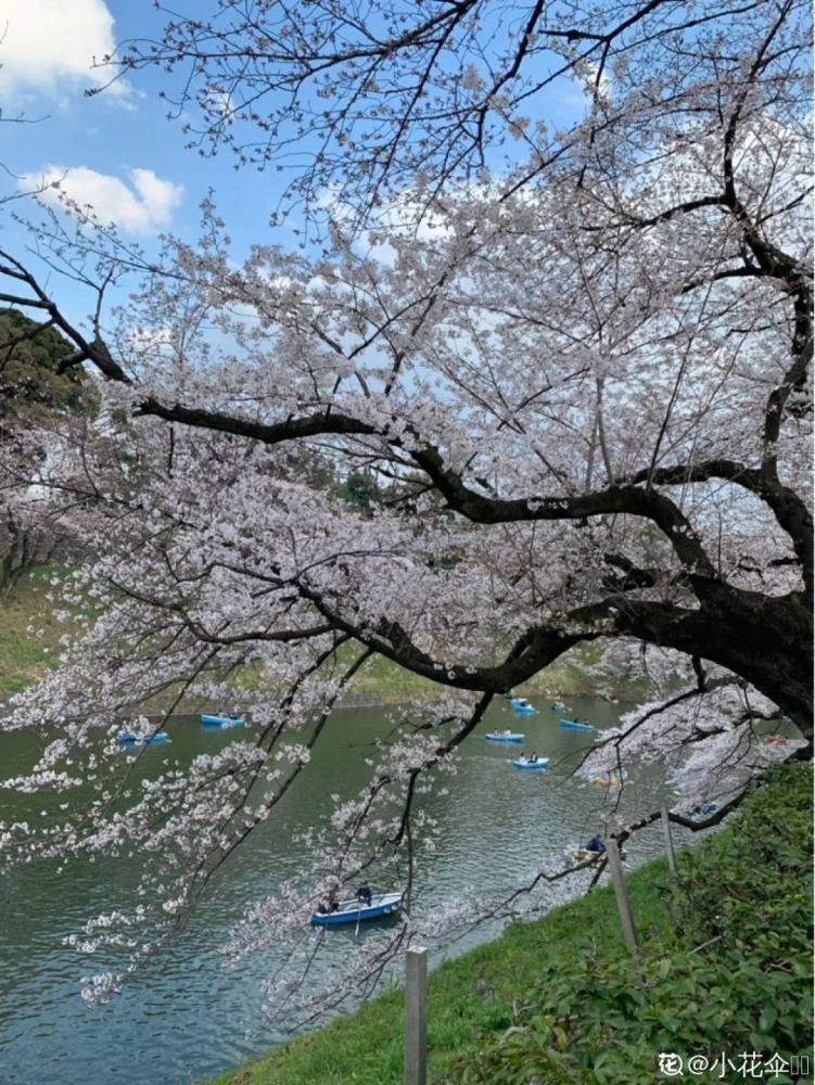 休眠|9种花，必须低温春化，冻满1个月以上才行！