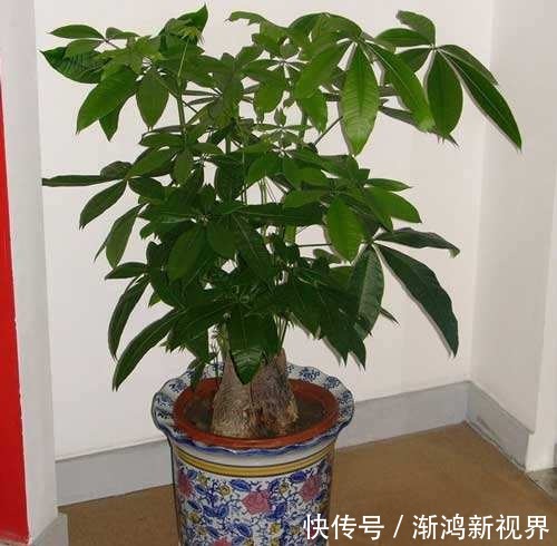 虎皮兰|5种常见植物,平常少浇水“饿”着养,能长得更好
