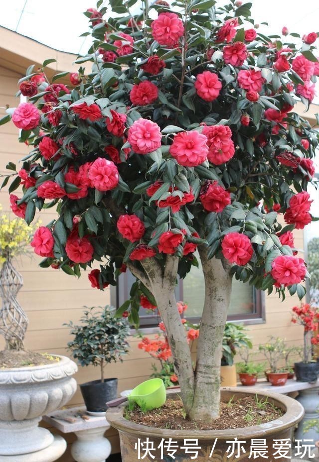 能量|花草体内开花能量“枯竭”,花苞会“诚实”告诉你