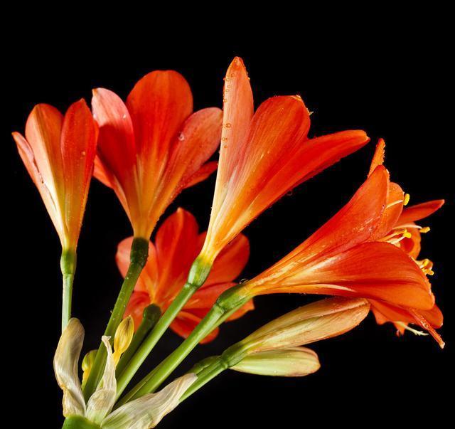 修剪|君子兰换盆时要剪根别太随意,剪错会整盆死