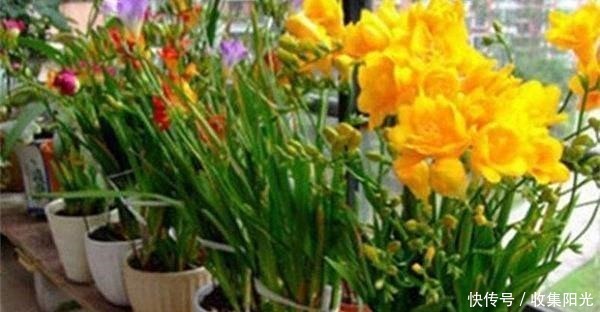 比兰花香,比绿萝还好养,养一盆花,香气飘满家,能开一辈子!