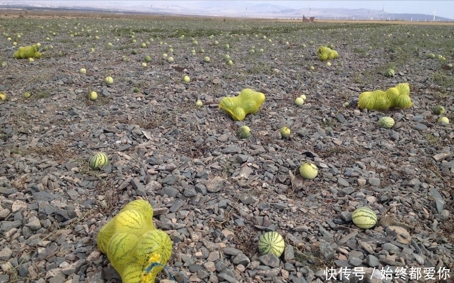 戈壁|长在戈壁石头缝里的西瓜,你吃过吗?