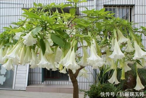 蒙汗药|古代大名鼎鼎的“蒙汗药”配方是啥?小孩都知道,你就是配不出来