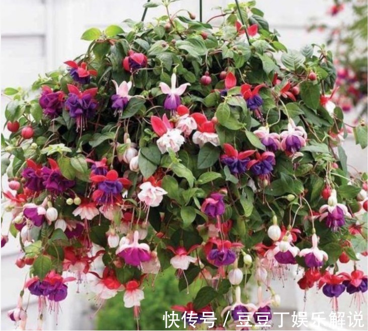 “5种花”赶快养起来，一年四季成“花海”，天天有花赏！