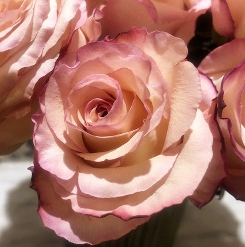 喜欢养花,就养盆“珍稀玫瑰”奥西利亚玫瑰,优雅外在,纯白内心