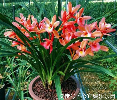 新芽|让“兰花”开爆盆记住几点,新芽冒得快,开花多,跟着学就行了