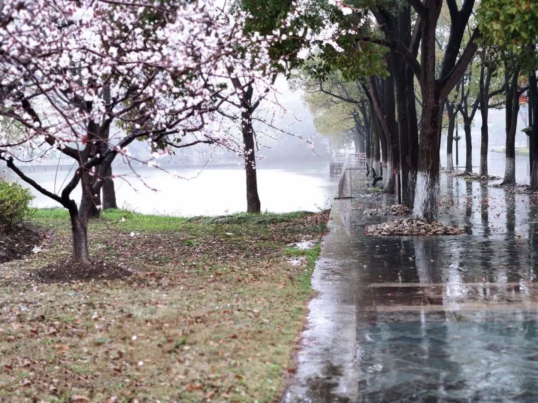 我“雨”最美校园，一起云赏沪上46所高校雨中即景