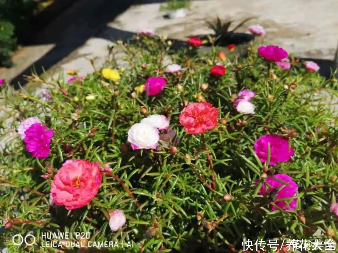 11种常见花，现在扦插，成活率特高