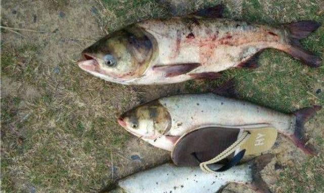 不是跟你吹,这鲢鳙钓法用了二十年,至今依然奏效,不信就试一试