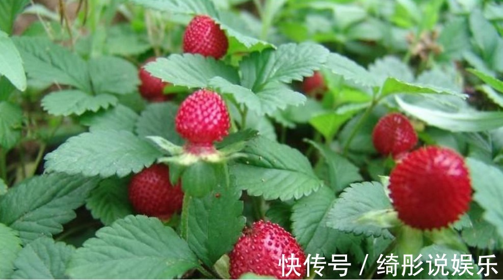 草莓|农村地头一种野果,有点像草莓,老中医却说此物可以用来治病