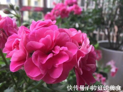 1种花,开花漂亮,花期长花量大,连叶子都有香味,值得拥有