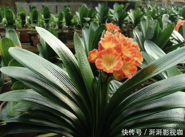 吊兰|给君子兰浇“1种水”,叶片跟“巴掌”一样大,30天就开花,美!