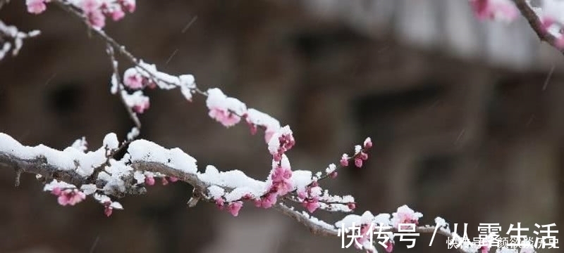 早梅@高僧在大雪纷飞的清晨，见到了雪中的梅花，信手拈来写下一首诗！