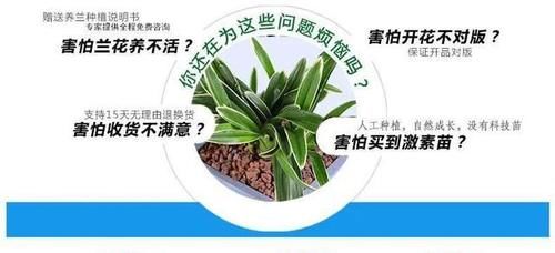 你觉得兰花怎么样？
