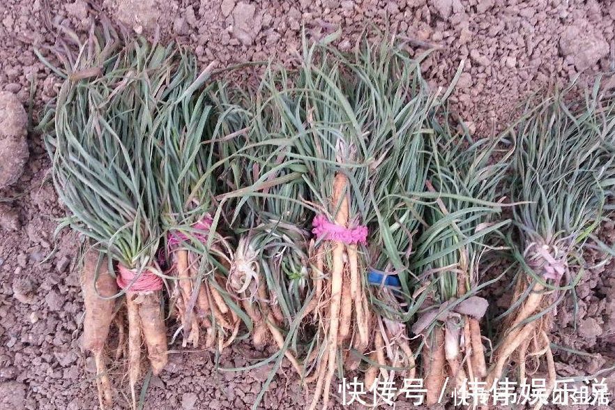 野菜|野菜一定要挖根,人称“兔儿奶”,根比叶子好吃