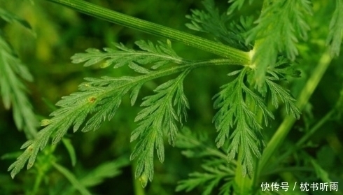 救命草|农村“臭”名远扬的这种野草,瘟疫肆虐时期居然是救命草!