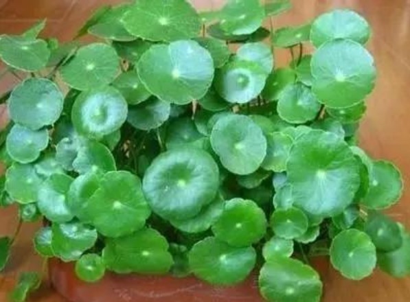 区别|早上、中午、晚上浇花“区别大”难怪总是养不好花，要这样浇！