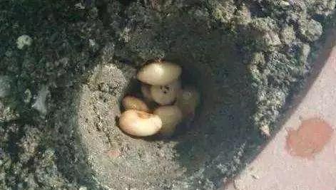 养花时,盆里挖个洞,埋上3粒“它”,什么肥都好使