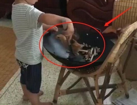 小动物|妈妈给宝宝买了只小鸡,上完厕所回来,孩子的行为让妈妈无法淡定