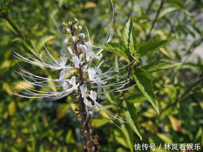 野外一种花开像猫须的野草,也叫做“化石草”,是结石的特效药