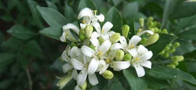 花友|九里香有毒吗?适合在家养吗?