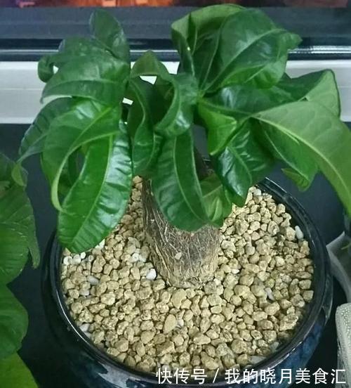 发财树叶子卷曲不好看，4个原因要纠正