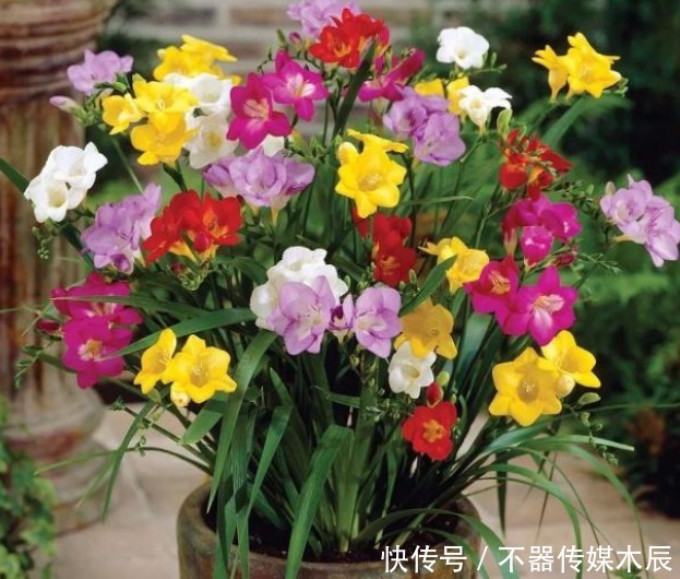 这5种花卉堪称活香水,养一盆摆客厅,满屋子飘香!