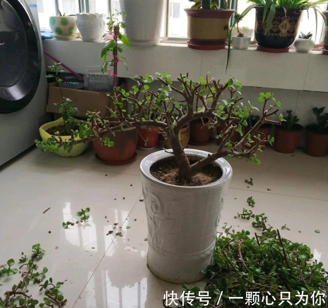 公认好养的5种花,能活一百年,开花吉利带仙气,越养越值钱