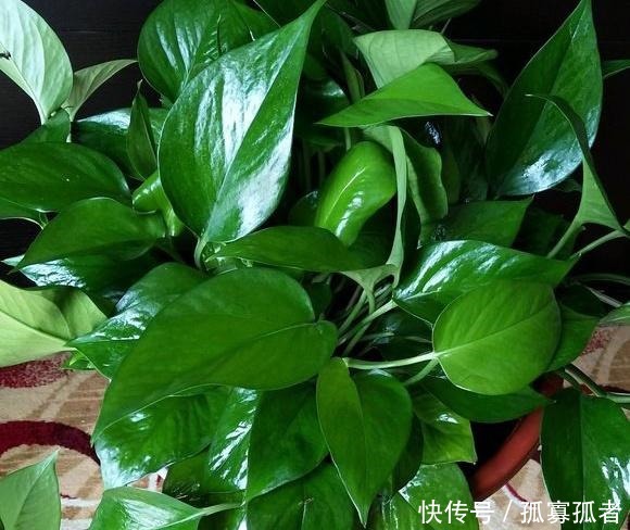 什么花卉都少不了“它”,人称“花卉肥王”,用后越养越旺!