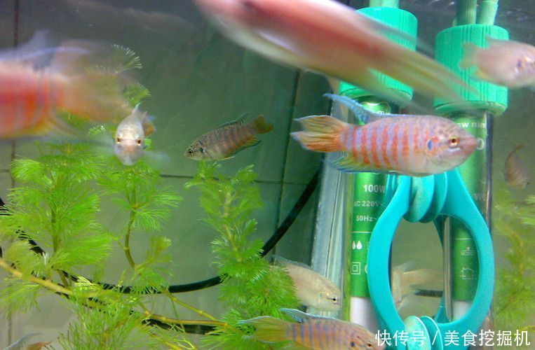 鱼的记忆真的只有七秒钟?这仅仅是一个美丽的传言