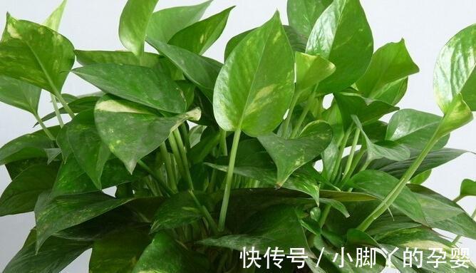 秋冬室内干燥怎么办，养这几种植物就够了