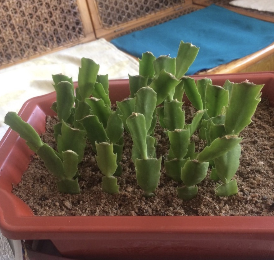 养8种花,别花“冤枉钱”,掐1片叶子“扔土里”,几天就生根