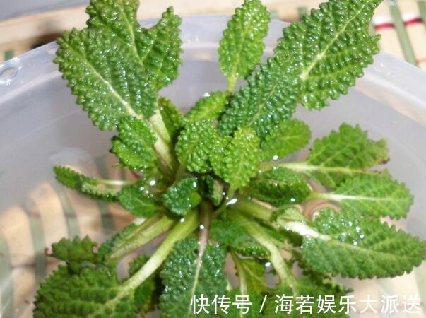 农村|农村有一种草，被称作“猪耳草”“癞蛤蟆草”，药用价值极高