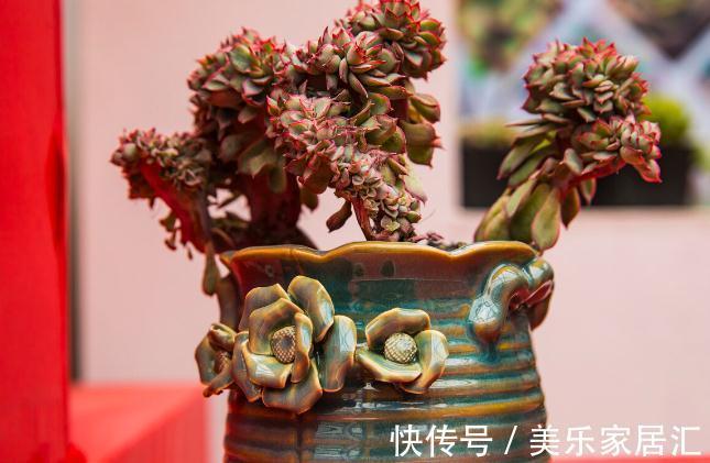 温度低,18种花要“干养”,浇水多很容易冻伤,难养活