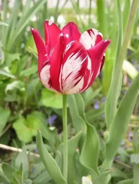 世界上最名贵的花,一盆就是一座房子!