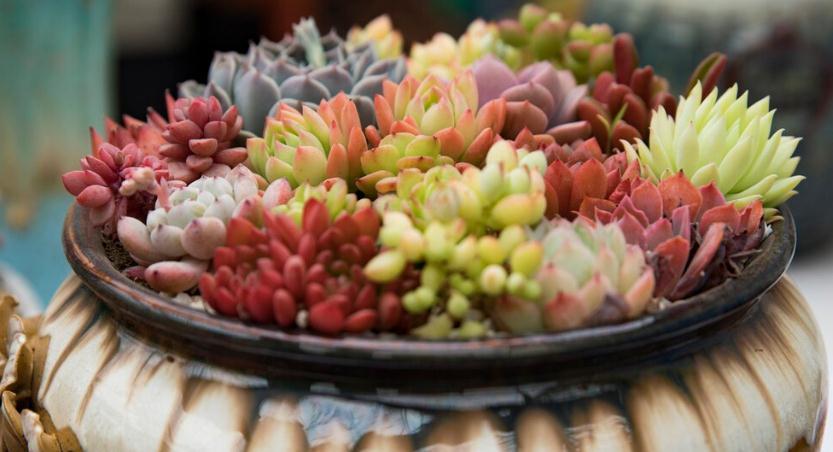 新买回来的多肉怎么种植,多肉养殖技巧