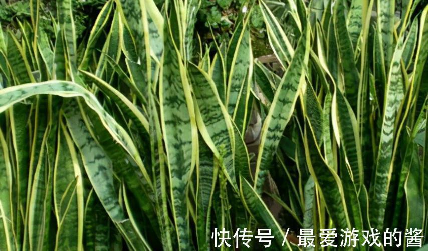 这几种植物对懒人最友好,越放养长势越好,颜值还特别高