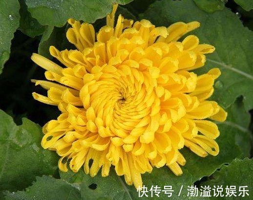 花型|家养这5款花卉,花大色艳胜牡丹,全年循环开花,轻松打造小花园